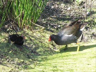 Gallinule poule-d'eau